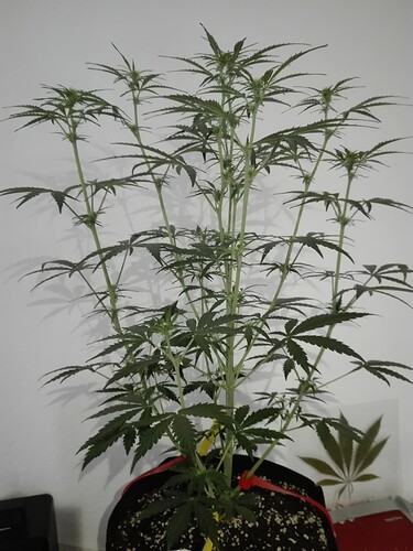 Growreport Bild 3