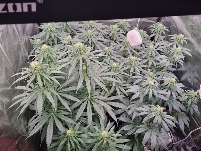 Growreport Bild 27
