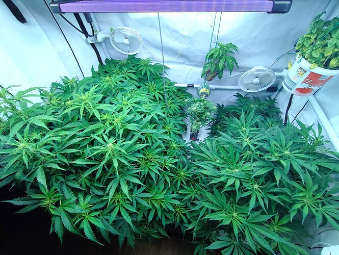Growreport Bild 1