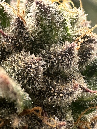 Growreport Bild 8