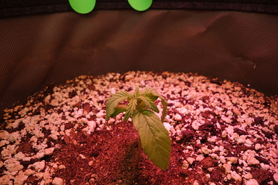 Ein junger Cannabis-Keimling in einem Topf mit Erde und Perlit, beleuchtet von rotem Licht.