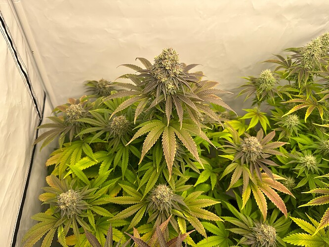 Growreport Bild 20