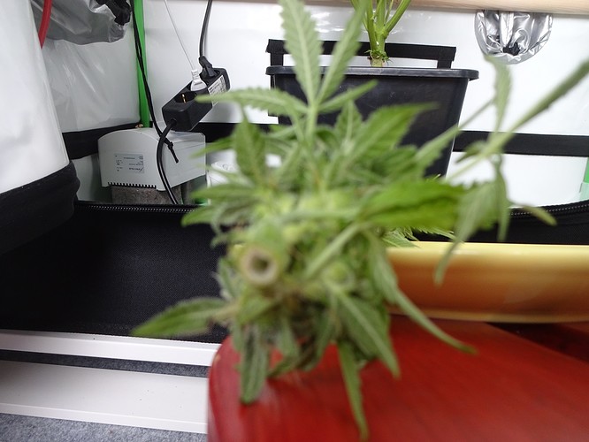 Growreport Bild 15