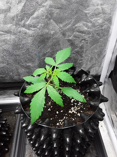 Growreport Bild 5