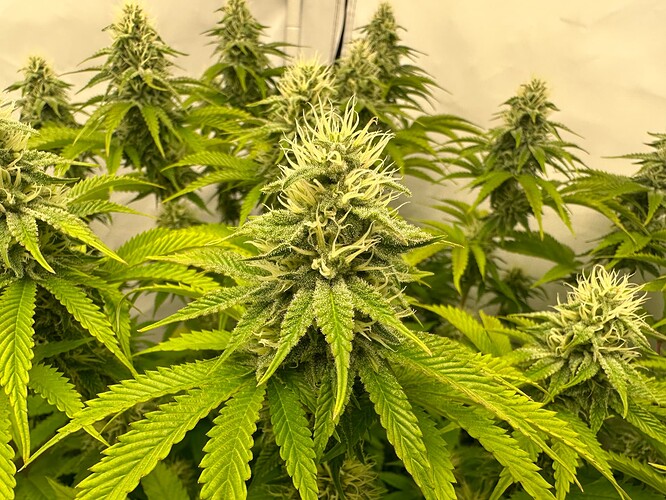 Growreport Bild 11