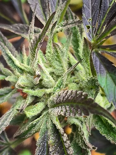 Growreport Bild 3