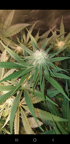 Growreport Bild 4