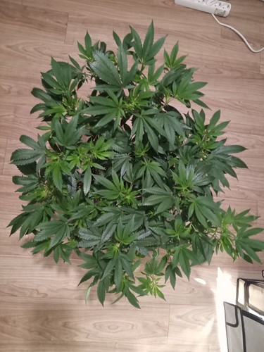 Growreport Bild 24