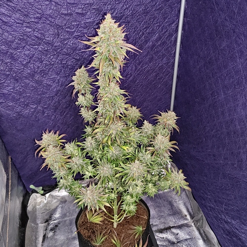Growreport Bild 13