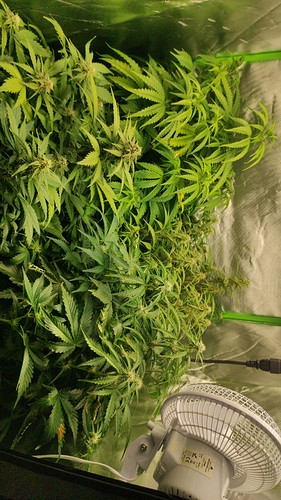Growreport Bild 6