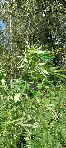 Growreport Bild 6