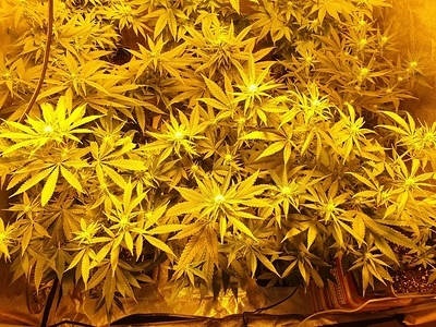 Growreport Bild 25