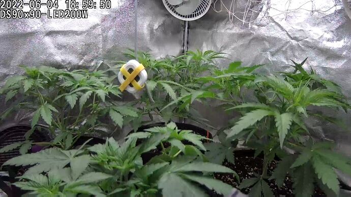 Grow ⛺ - 2022-06-04 18.59.50