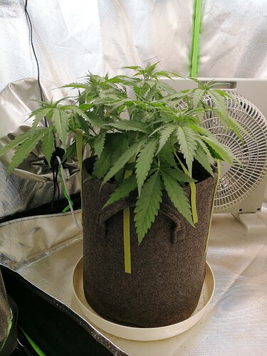 Growreport Bild 1