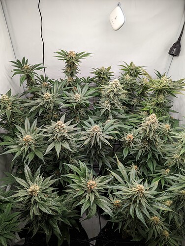 Growreport Bild 4