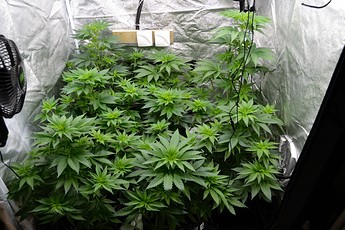 Growreport Bild 4