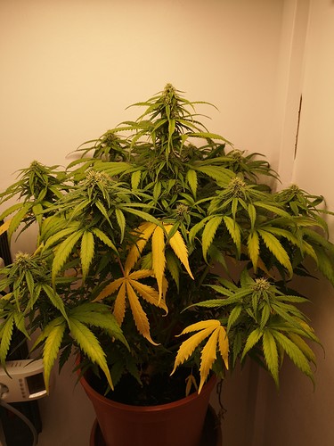 Growreport Bild 1