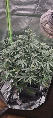 Growreport Bild 4