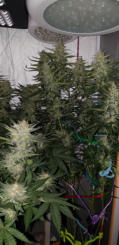 Growreport Bild 16