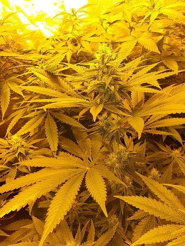 Growreport Bild 16