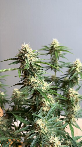 signal-2022-10-24-210734_002