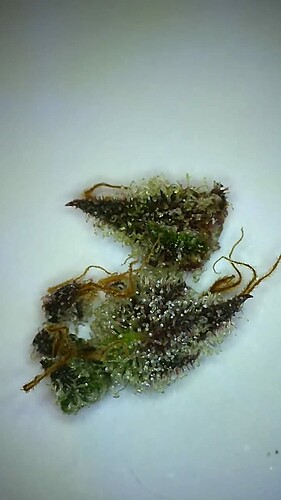 Growreport Bild 17