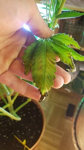 Growreport Bild 20