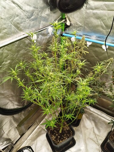 Growreport Bild 5