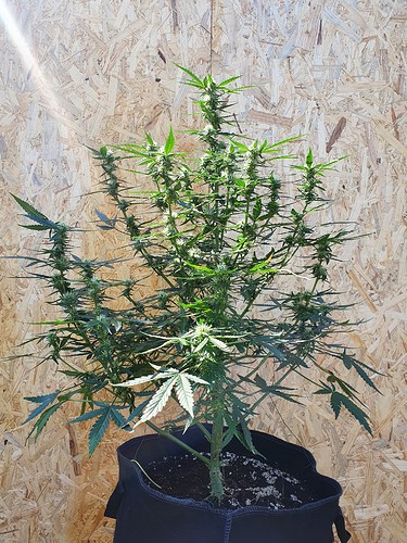 Growreport Bild 12