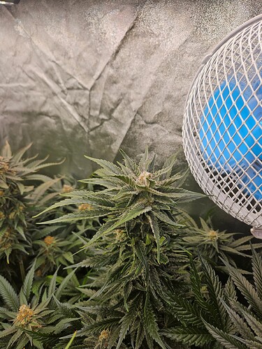 Growreport Bild 32