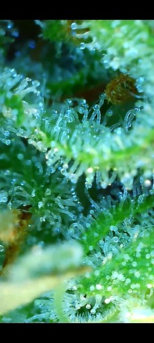 Growreport Bild 11