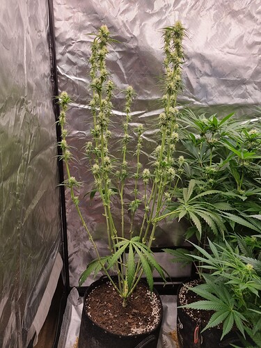 Growreport Bild 32