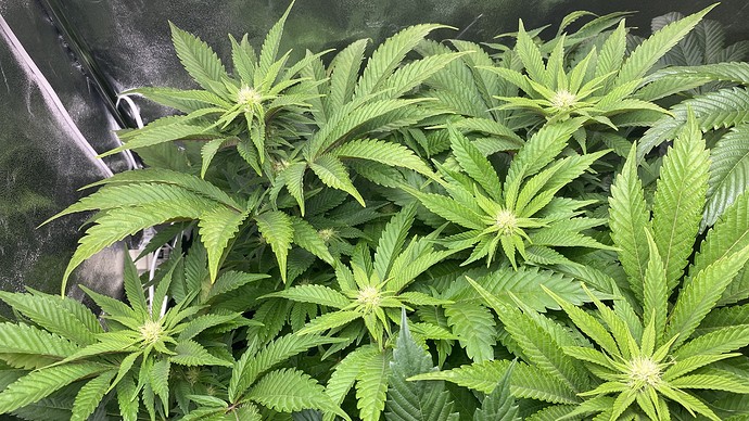 Growreport Bild 8