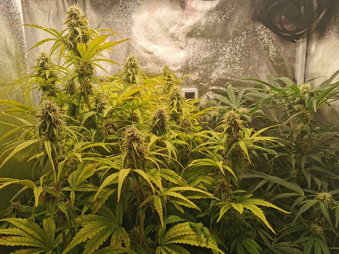 Growreport Bild 2