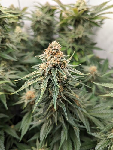Growreport Bild 9