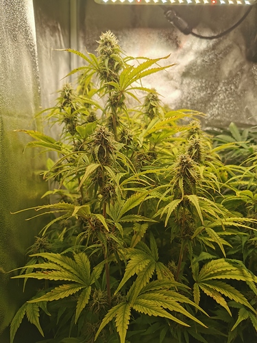 Growreport Bild 4