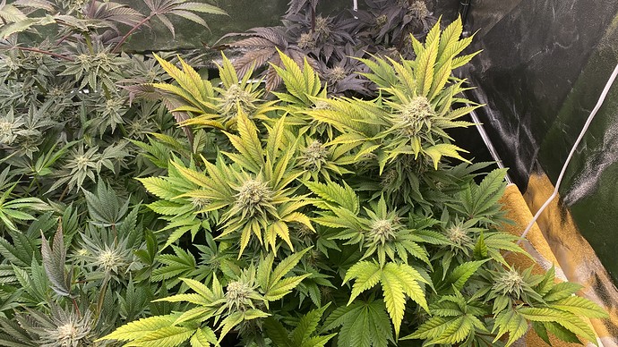 Growreport Bild 12