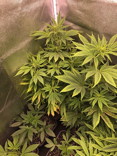 Growreport Bild 1