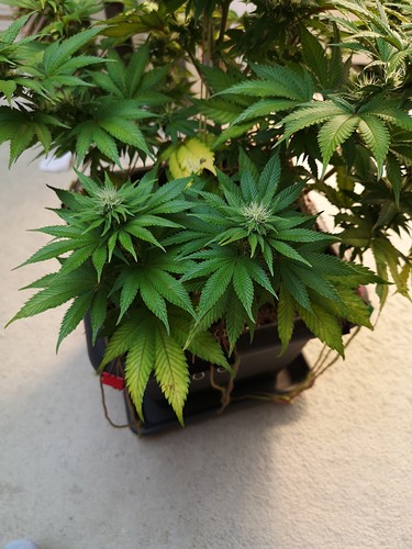 Growreport Bild 3