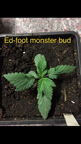 Growreport Bild 4