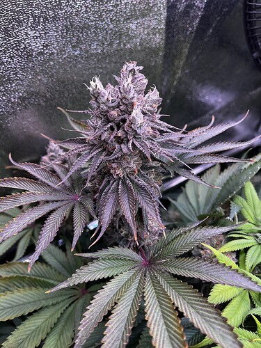 Growreport Bild 2