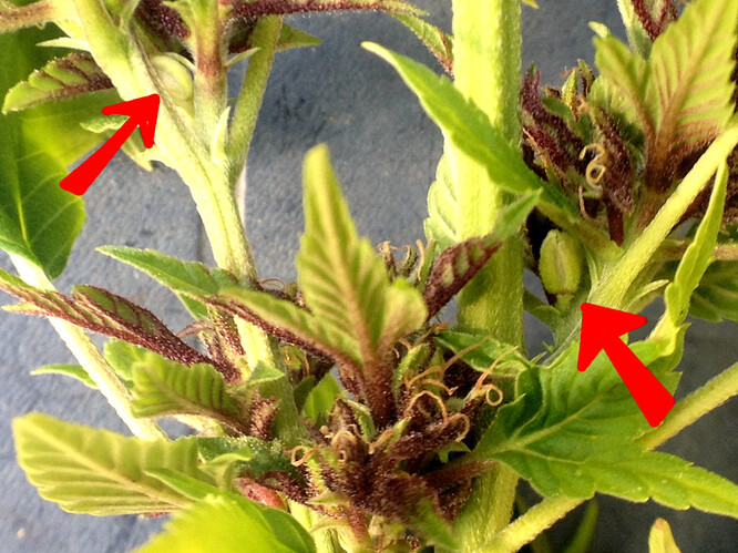 Growreport Bild 4