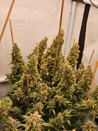 Growreport Bild 2