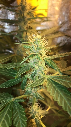 Growreport Bild 5
