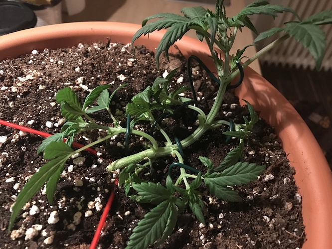 Growreport Bild 2