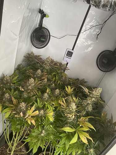 Growreport Bild 3