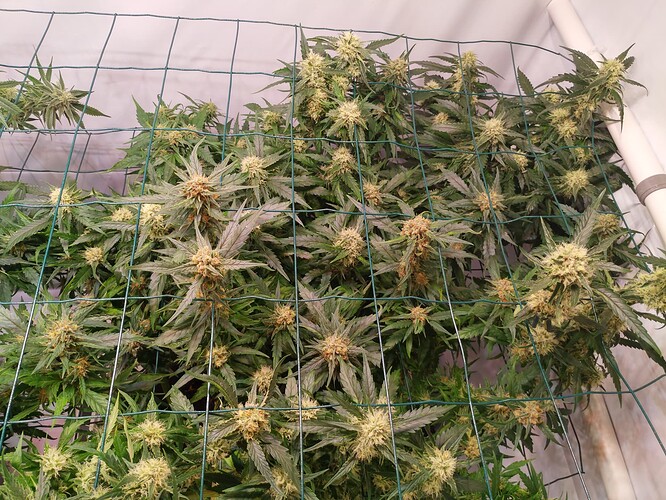 Growreport Bild 7