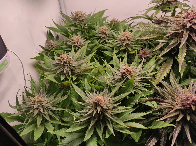 Growreport Bild 4
