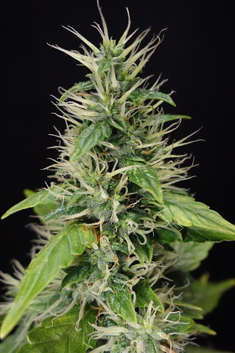 Growreport Bild 7