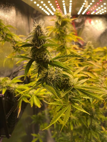 Growreport Bild 2